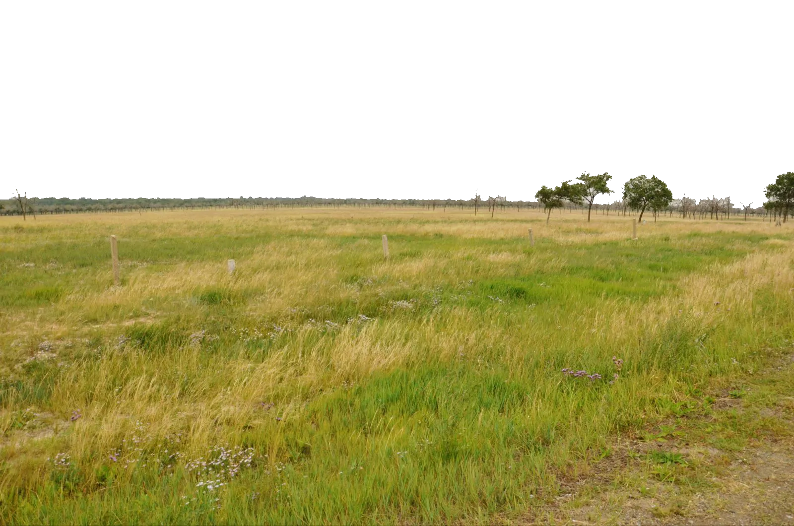 Grassland, To the grass to add countless vitality, white, landscape, grass png